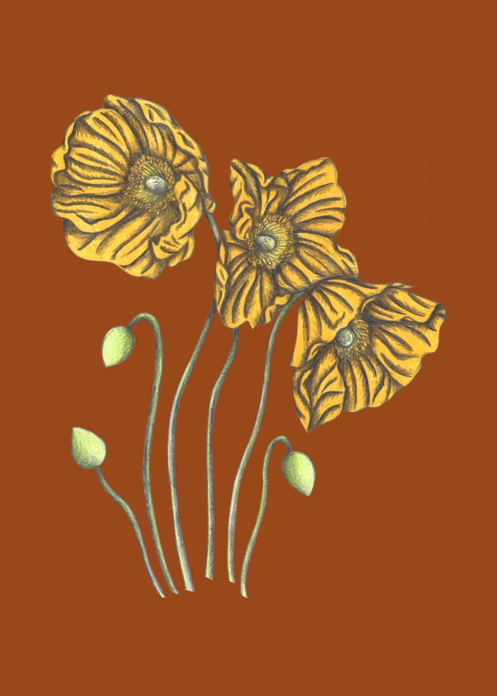 Yellow Poppies Botanical by Cecilia Battaini — canvas wall art