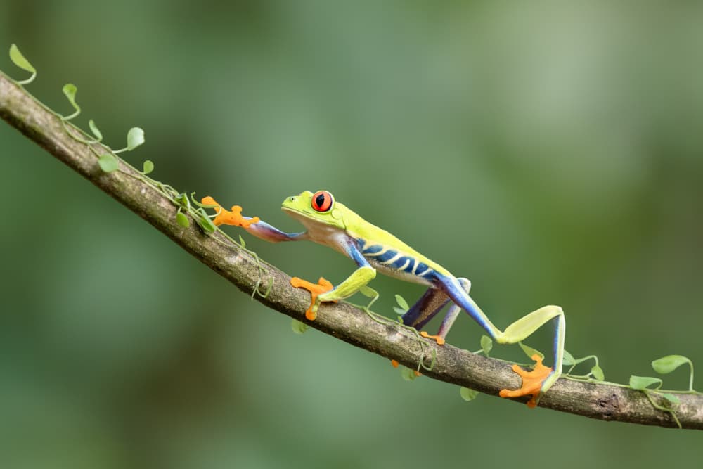 Vibrant Red-Eyed Frog by Renee Doyle — canvas wall art