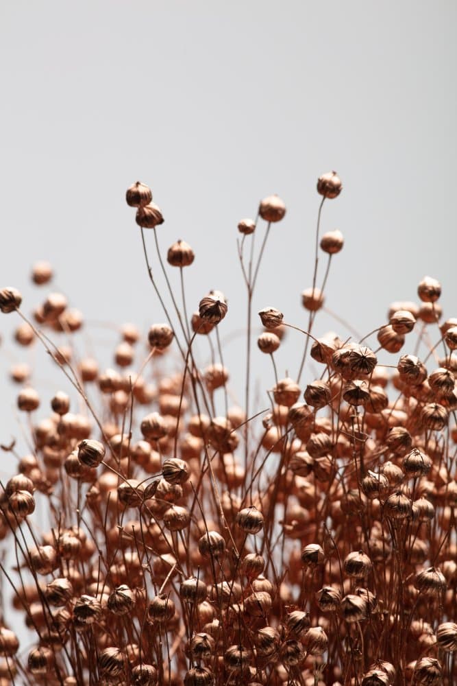 Copper Flax Pods by Pictufy Studio III — canvas wall art