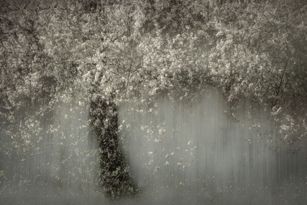 White blossom by Nel Talen — canvas wall art