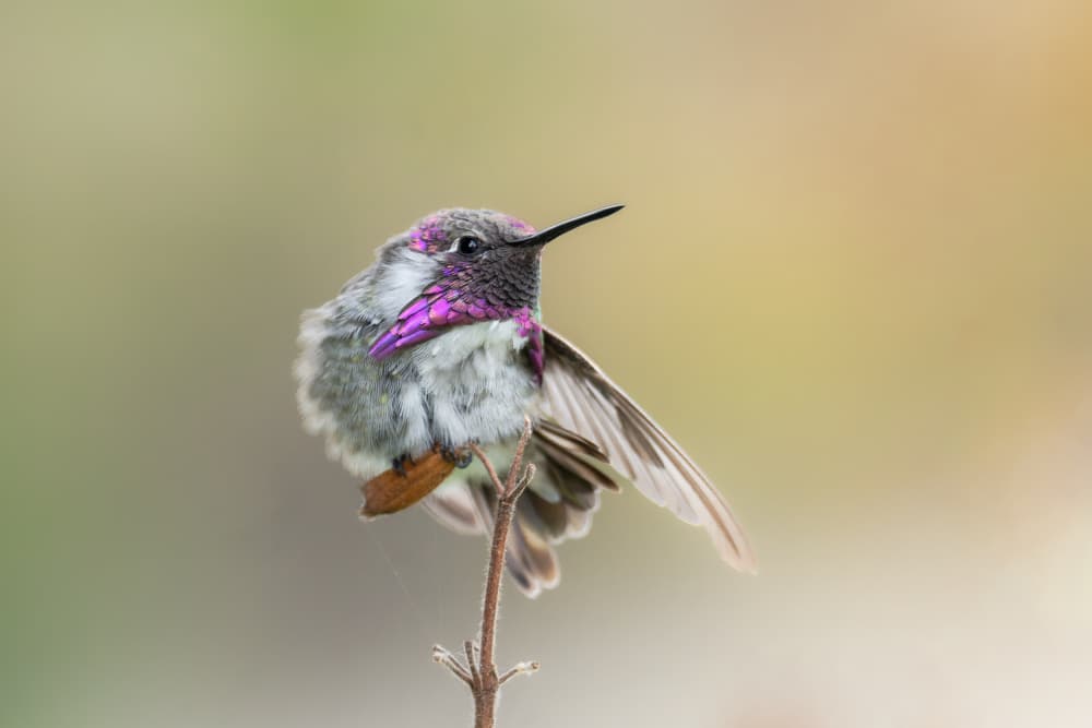 Vibrant Anna's Hummingbird by Jinchao Lyu — canvas wall art