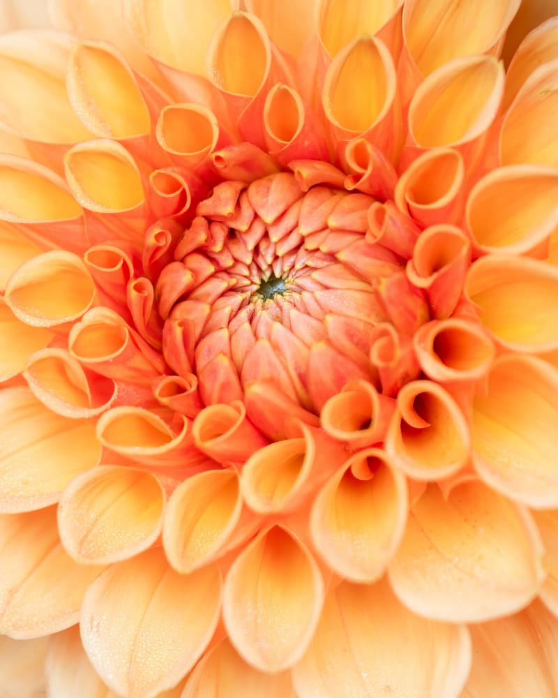 Intricate Orange Dahlia by Johan Lennartsson — canvas wall art