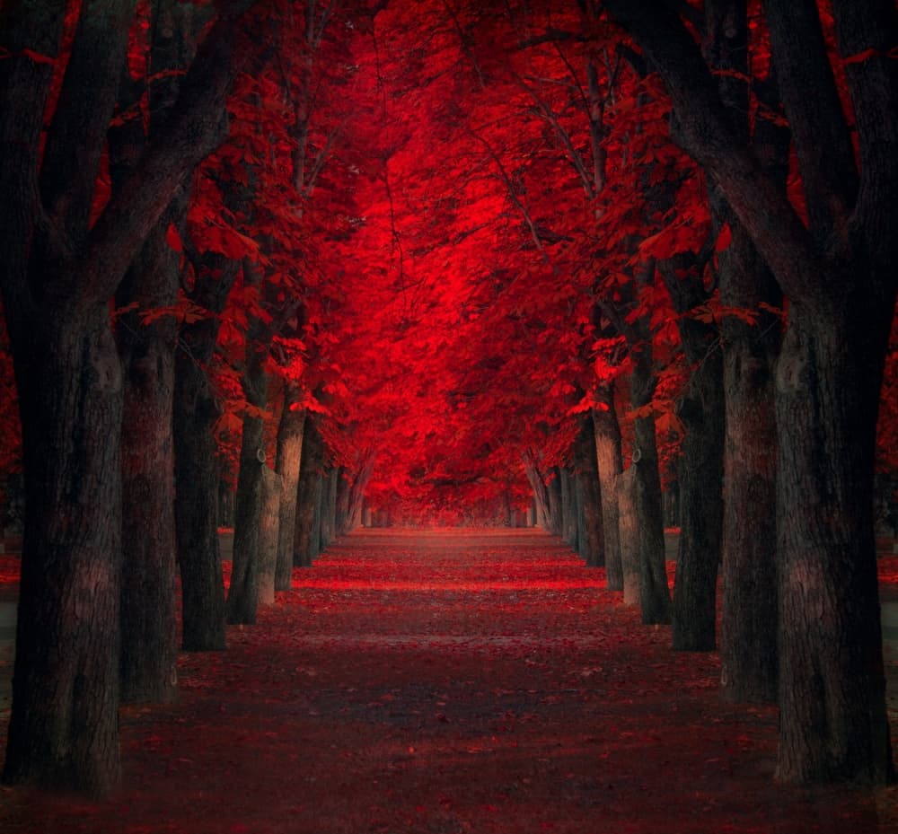 Vibrant Red Tree Pathway by Ildiko Neer — canvas wall art