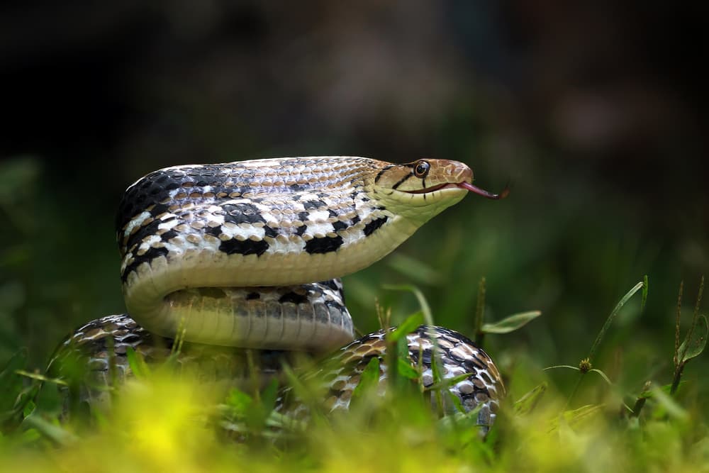 Alert Snake in Grass by Kurit Afsheen — canvas wall art