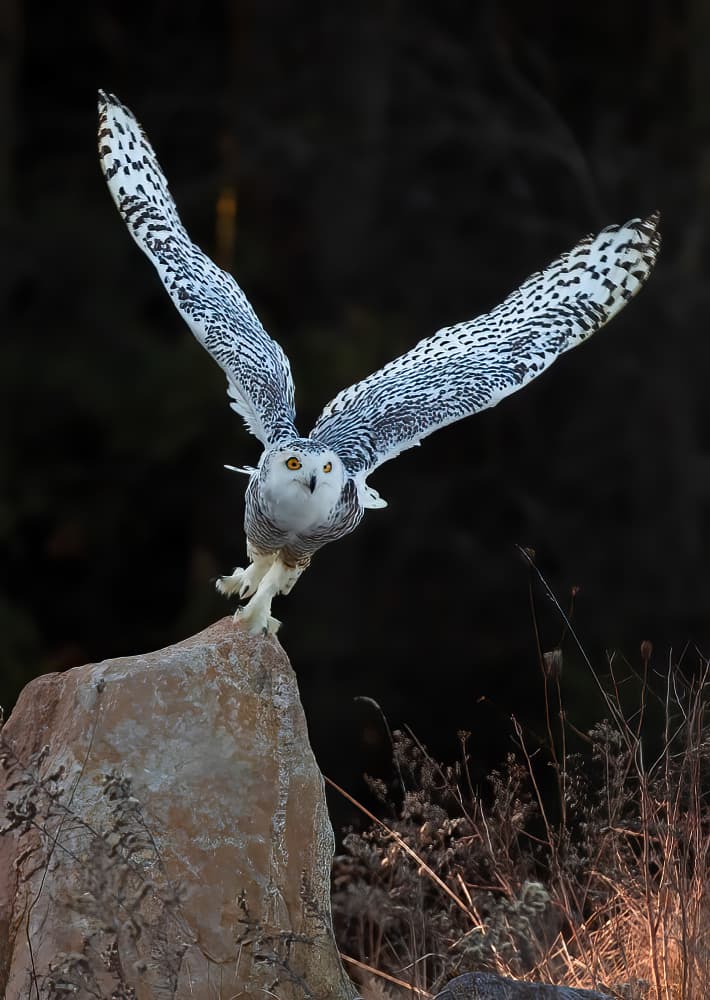 Snowy Owl In Flight by Johnson Huang — canvas wall art