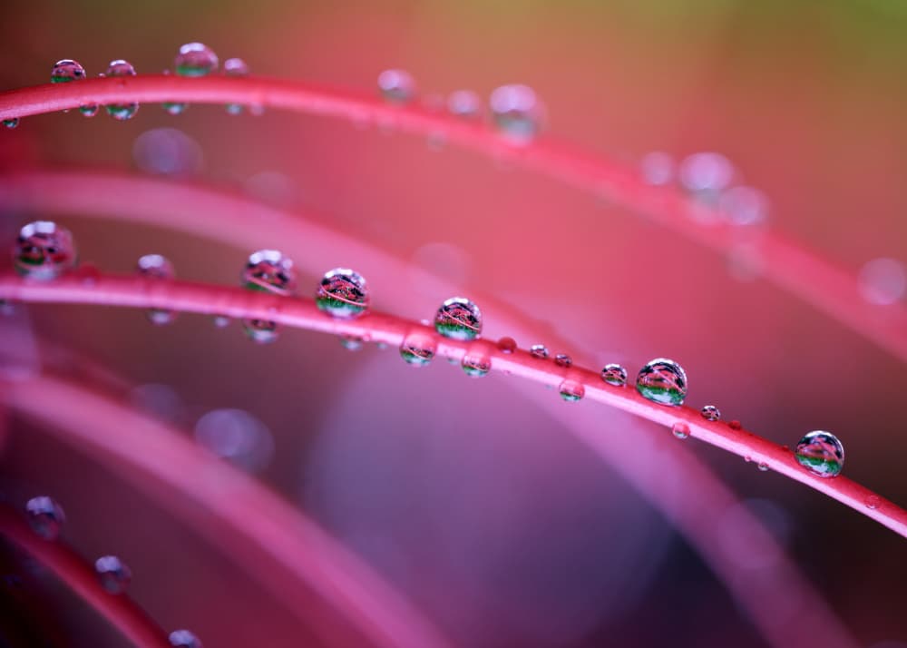 Vibrant Red Leaf Droplets by Keigo Tatara — canvas wall art