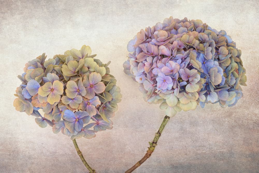Two Pastel Hydrangeas by Ytje Veenstra — canvas wall art