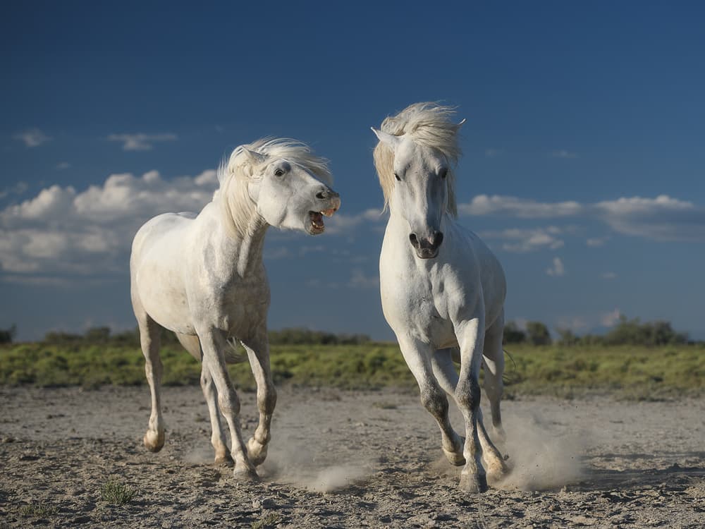 Wild White Horses Running by Rostovskiy Anton — canvas wall art