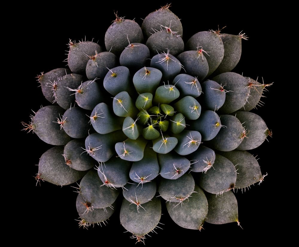 Blue Green Succulent Rosette by Victor Mozqueda — canvas wall art