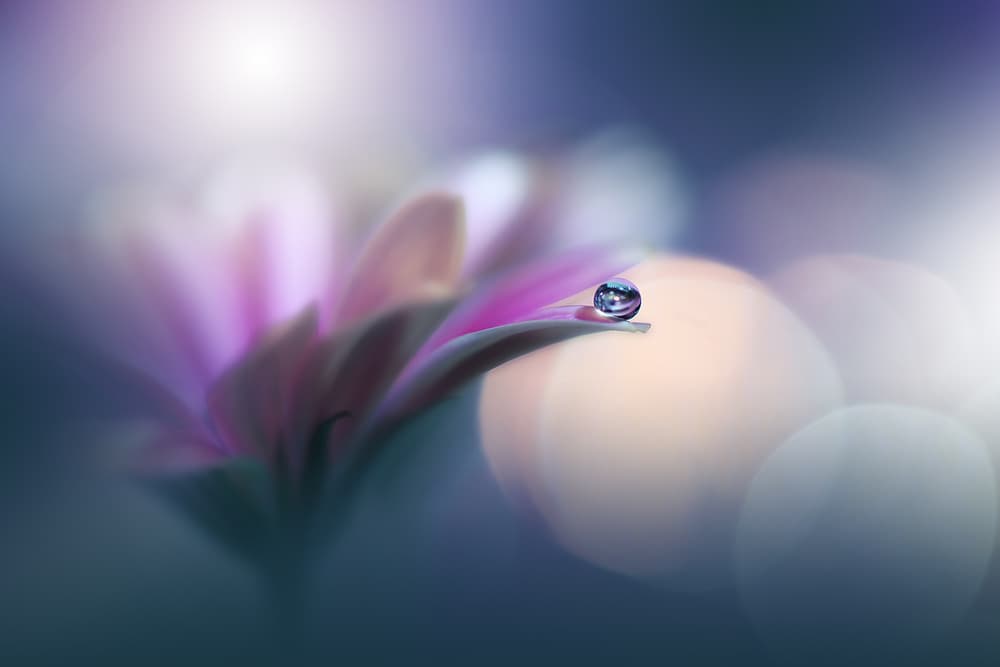Pink Petal Droplet by Juliana Nan — canvas wall art