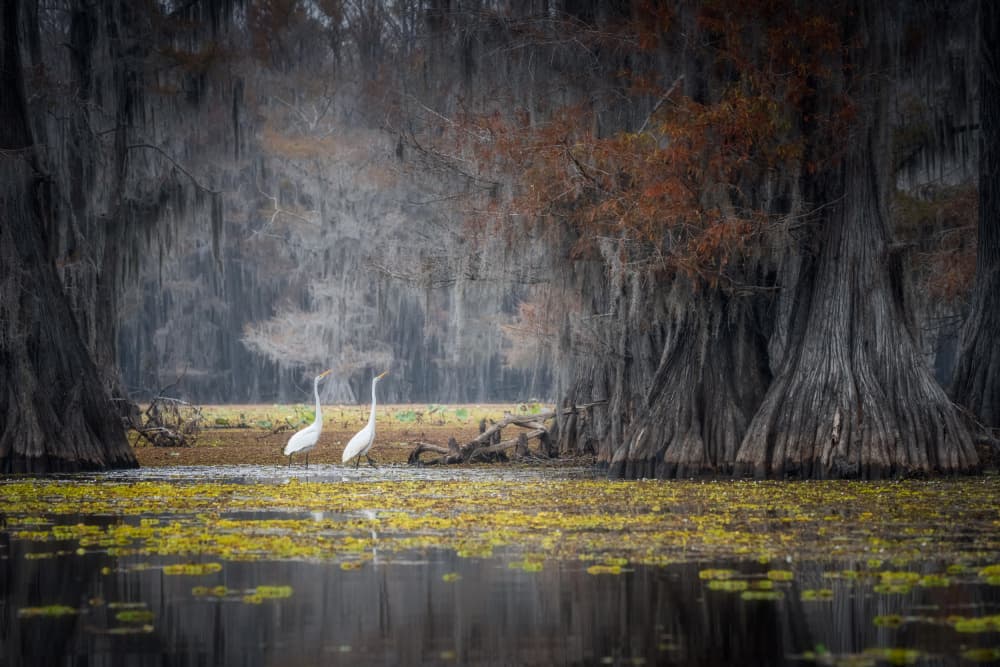 Caddo Lake by Willa Wei — canvas wall art