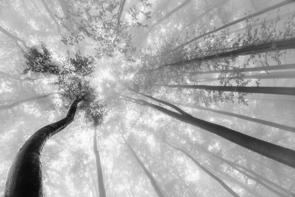 Misty Forest Canopy by Tom Pavlasek — canvas wall art