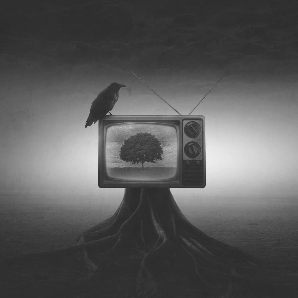 Crow on Vintage TV by Mohammad Rasool Fahmani — canvas wall art
