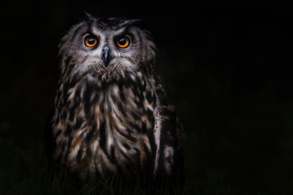 Intense Owl Gaze by Martine Benezech — canvas wall art