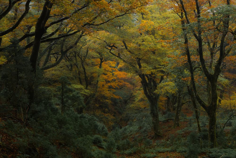 Vibrant Autumn Forest by 土屋正英/Masahide Tsuchiya — canvas wall art
