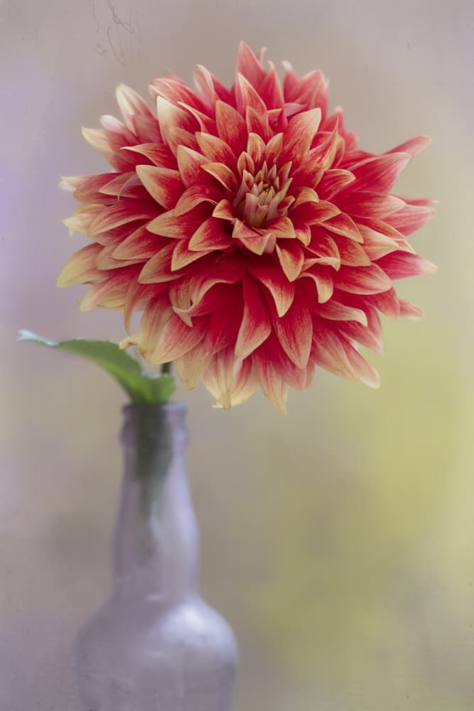 Vibrant Dahlia in Bottle by Linda D Lester — canvas wall art