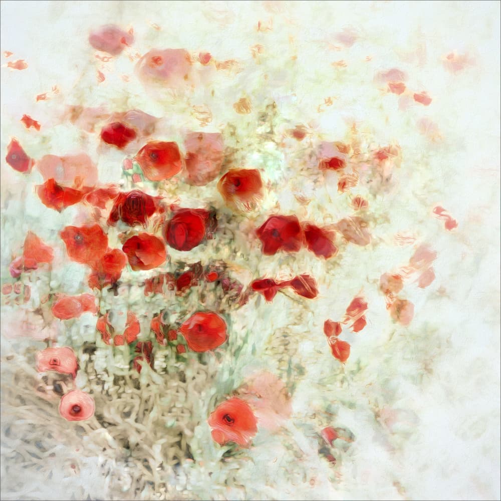 Vibrant Poppy Field by Gilbert Claes — canvas wall art