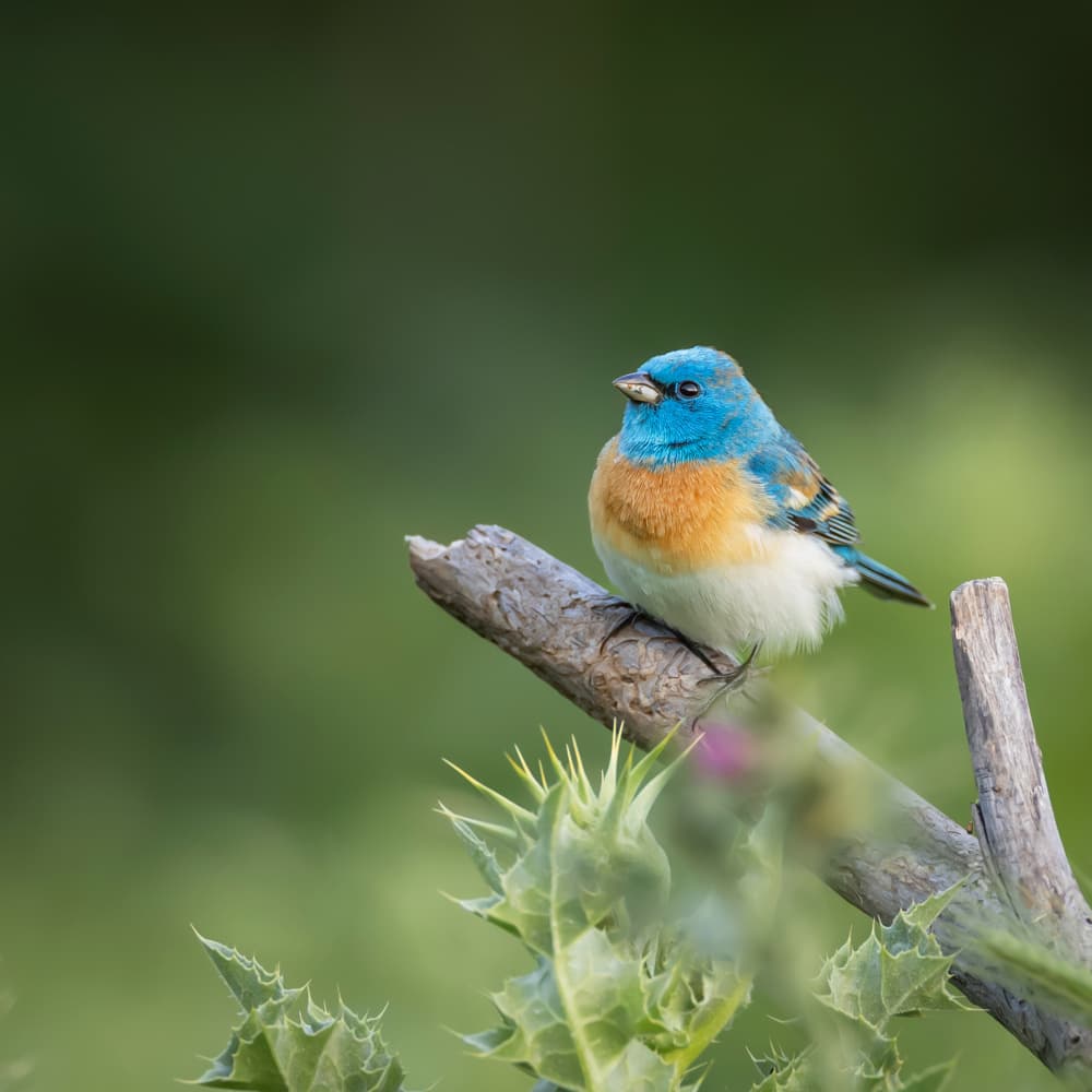 Blue Bunting on Branch by Taksing (吉星高照) — canvas wall art