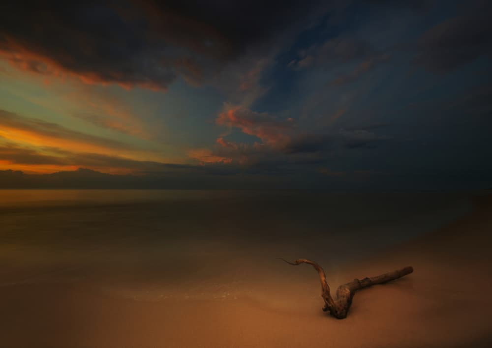 Dramatic Coastal Driftwood by paralaxa — canvas wall art