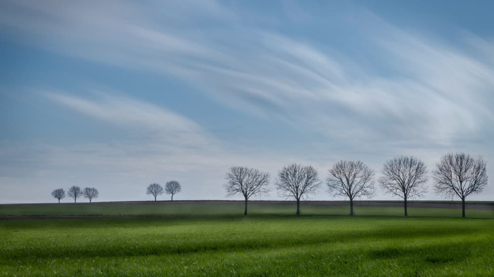 Bare Trees Green Field by Bart Michiels — canvas wall art