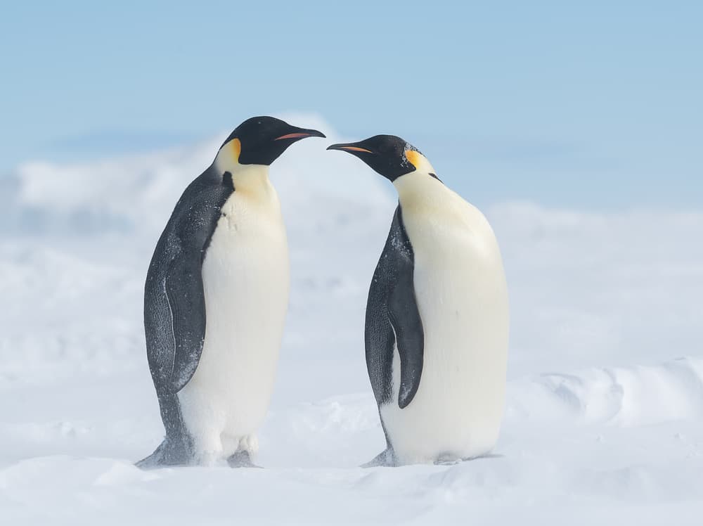 Emperor Penguin Pair by Liwen Tao — canvas wall art