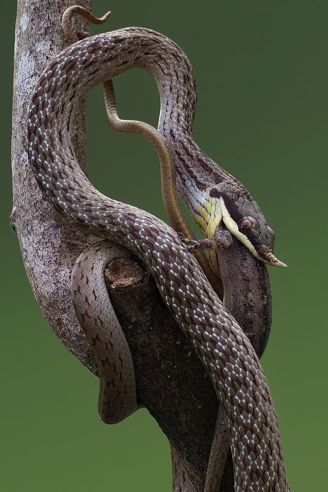 Vine Snake Hunt by Phat Dao Tan — canvas wall art