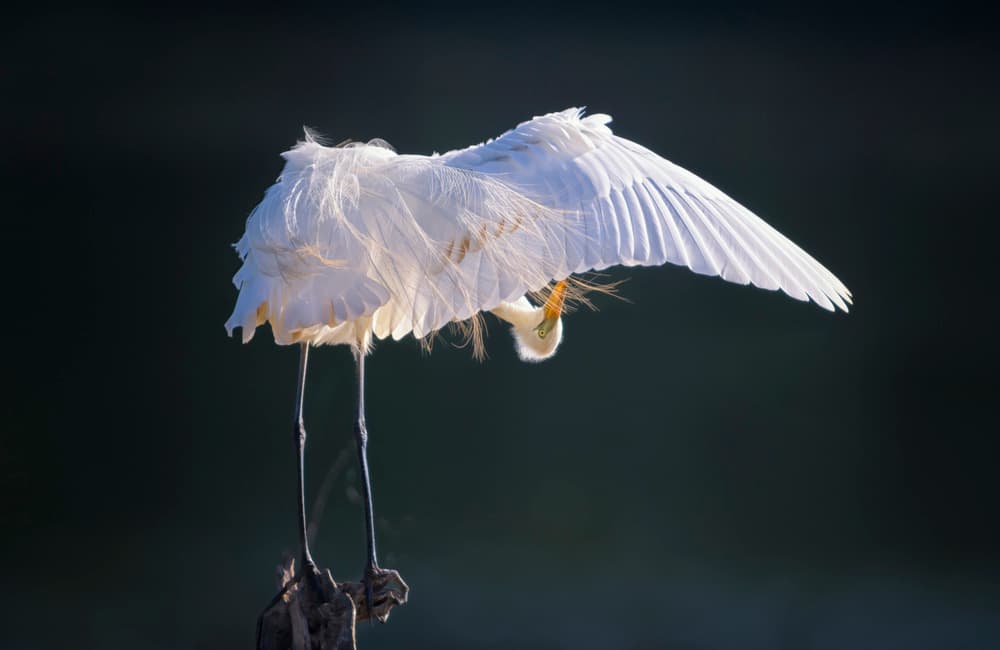 Glowing White Egret by Larry Deng APA — canvas wall art