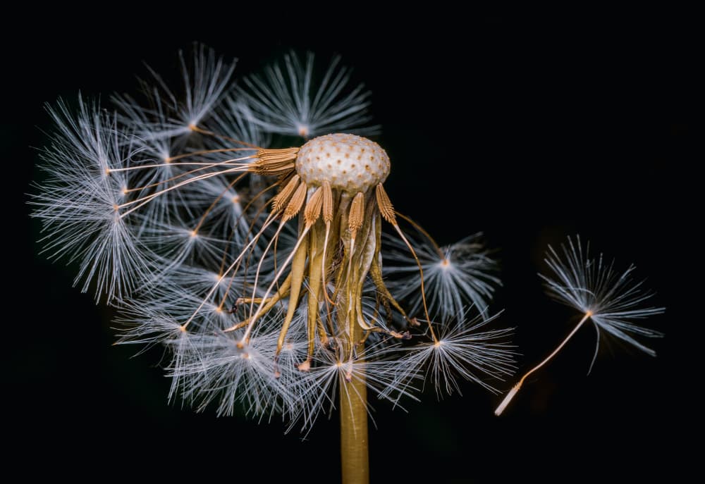 Dandelion Seed Flight by Eduard Andrica — canvas wall art
