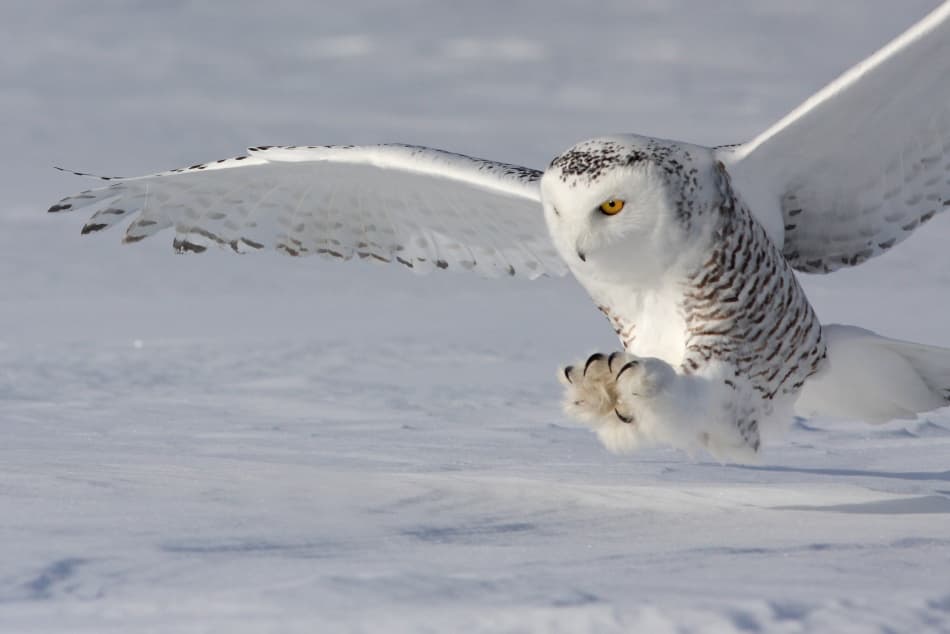 Snowy Owl In Flight by Mircea Costina — canvas wall art