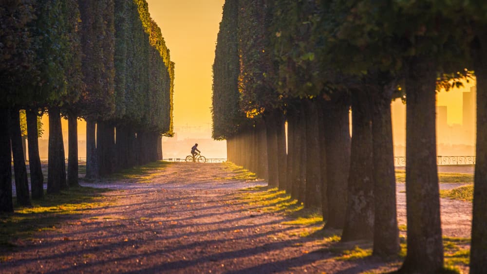 Golden Path Cyclist by Rogaczewska — canvas wall art