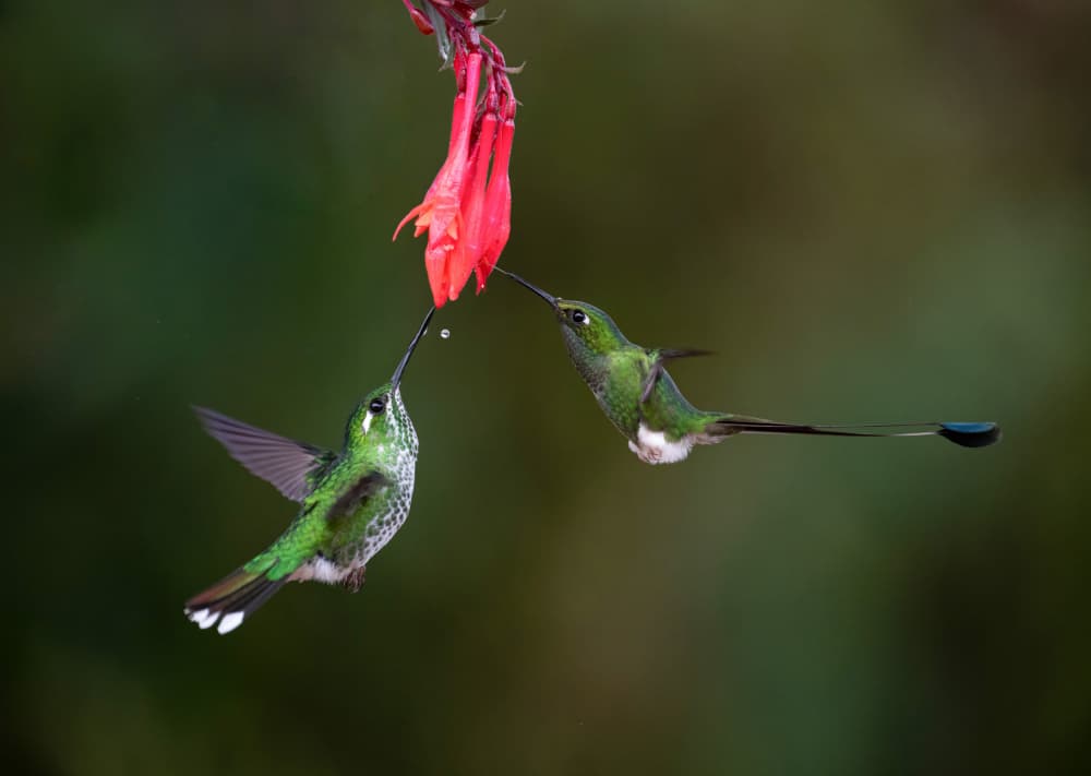 Hummingbird Red Flower Duo by Tony Yu — canvas wall art