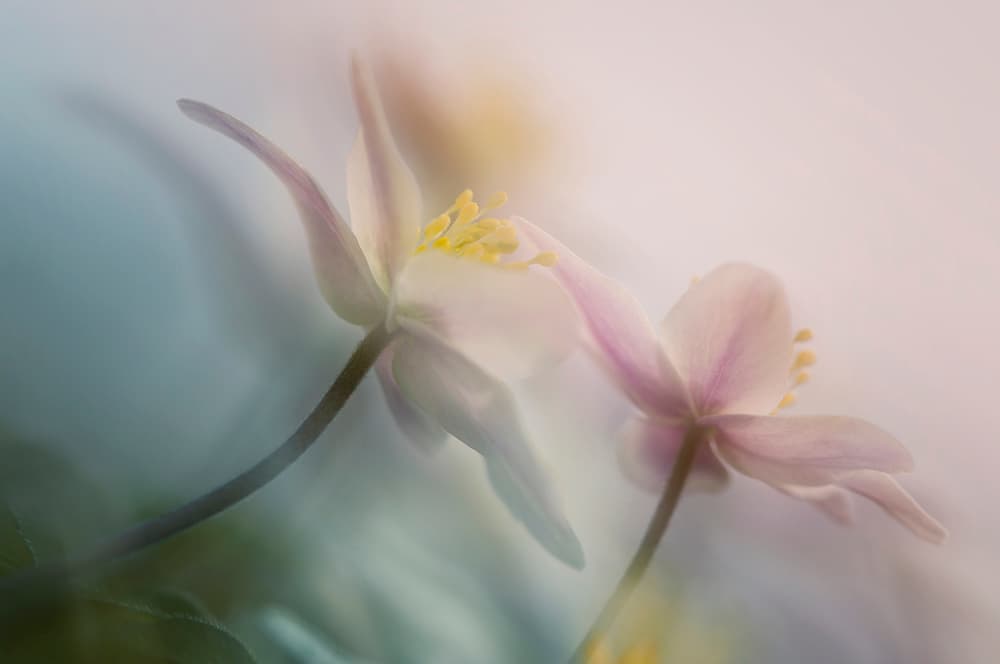 Ethereal Spring Flowers by Anton van Dongen — canvas wall art
