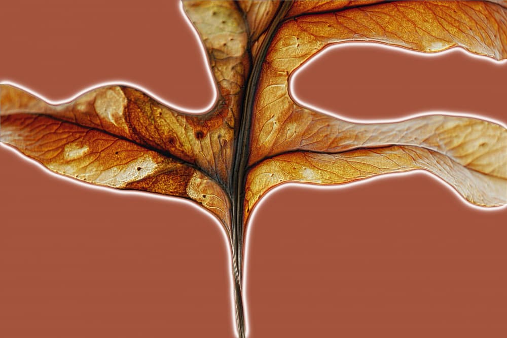 Autumn Leaf Macro by Saskia Mensink — canvas wall art