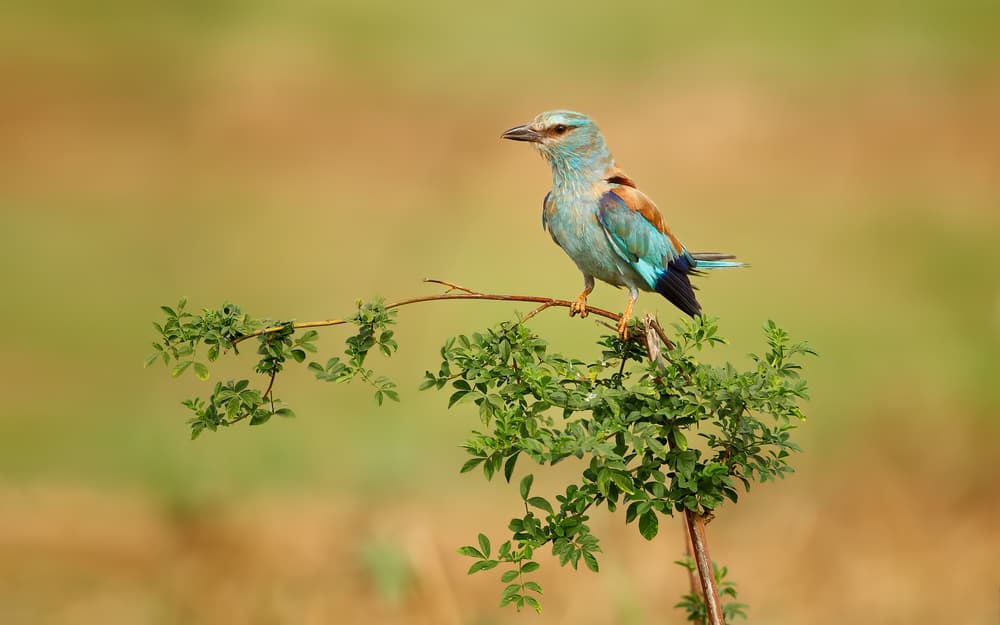 Vibrant Blue Roller Perched by Assaf Gavra — canvas wall art