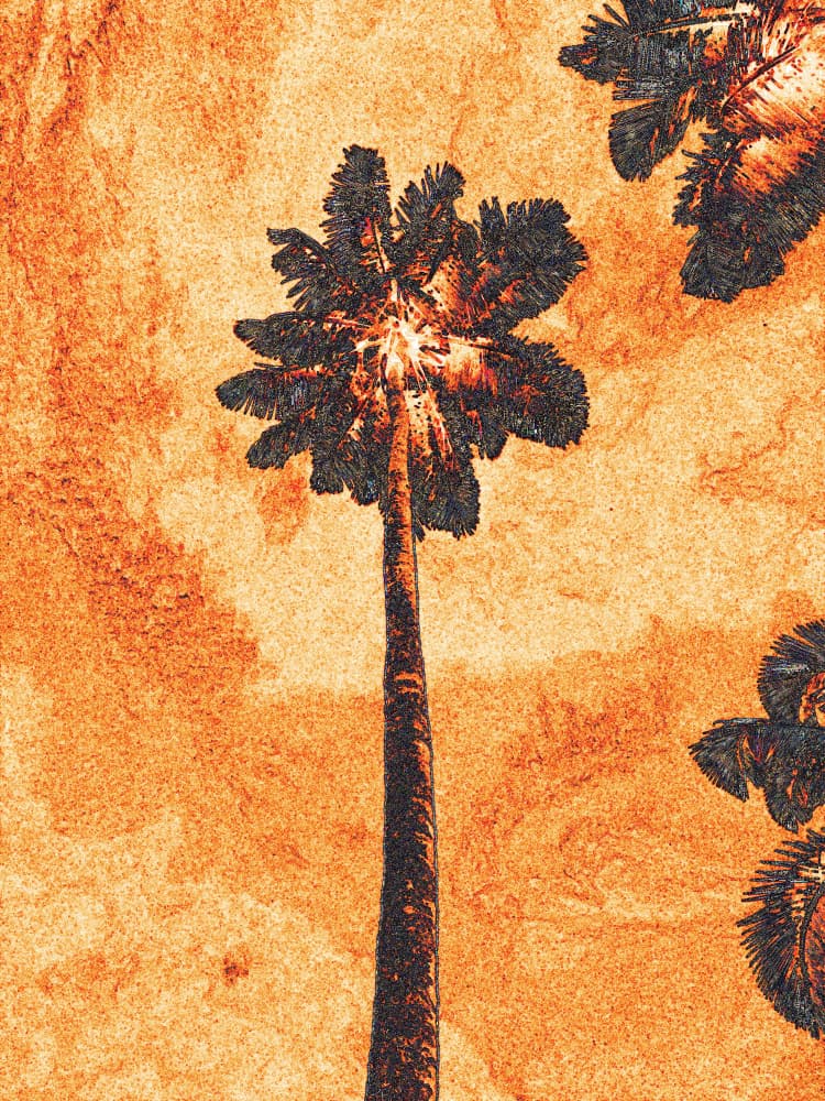 Orange Sky Palm Tree by Santhosh ch — canvas wall art