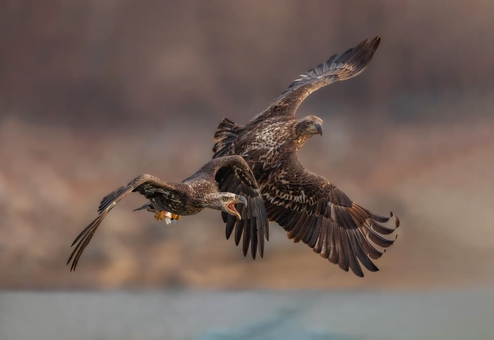 Eagles Pursuing Prey by Tao Huang — canvas wall art