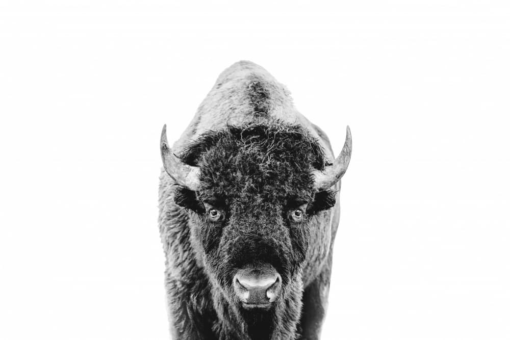 Bison Bw
