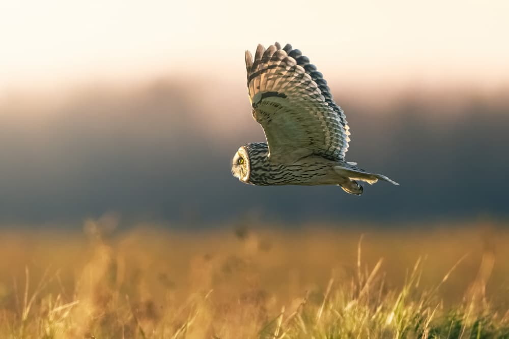 Golden Hour Owl Flight by Robert Zhang — canvas wall art