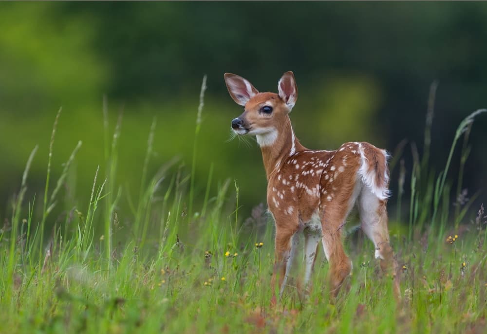 Baby Fawn in Meadow by Nick Kalathas — canvas wall art