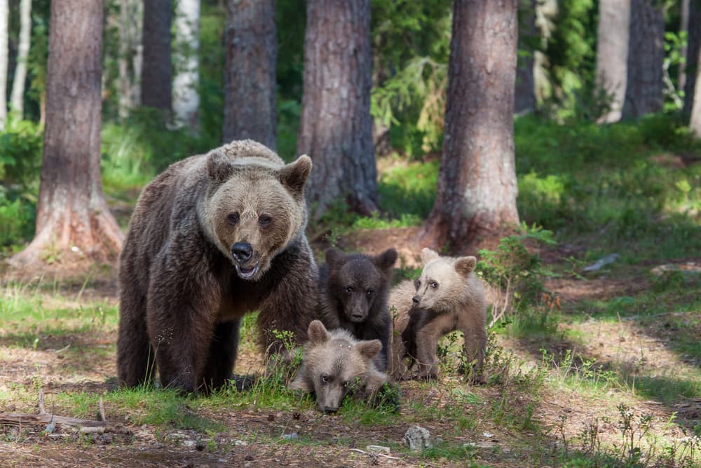 Mother Bear and Three Cubs by Alessandro Catta — canvas wall art