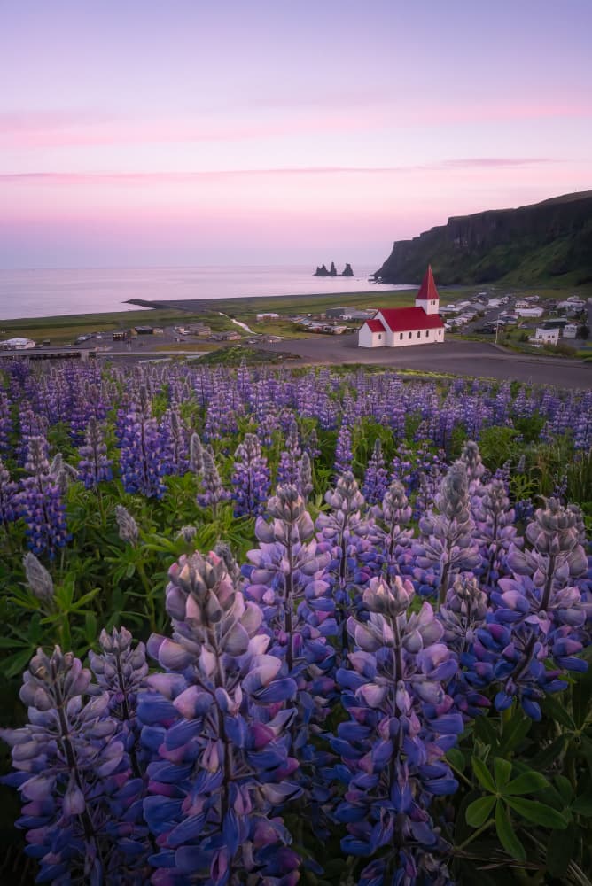 Icelandic Lupine Church Dawn by Yongnan Li （李永男） — canvas wall art