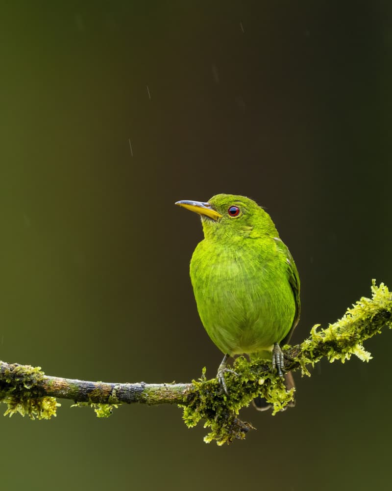 Emerald Bird in Rain by Saurabh Dhanorkar — canvas wall art