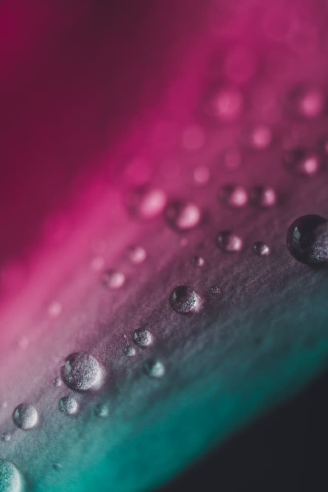 Vibrant Dew Drops by Javier Pardina — canvas wall art