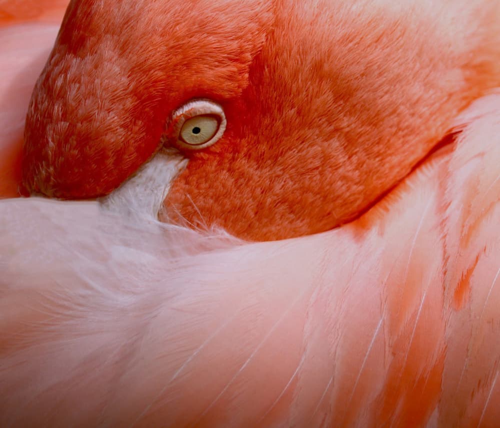 Vibrant Flamingo Eye by Robin Wechsler — canvas wall art