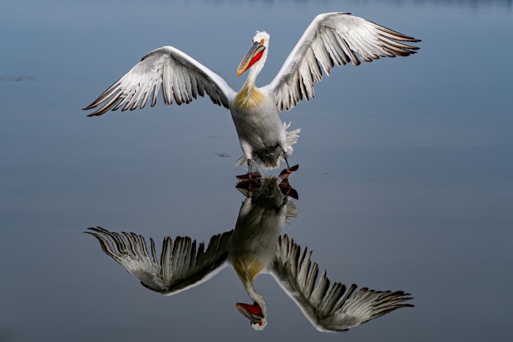Pelican's Graceful Reflection by Marius Tudor — canvas wall art