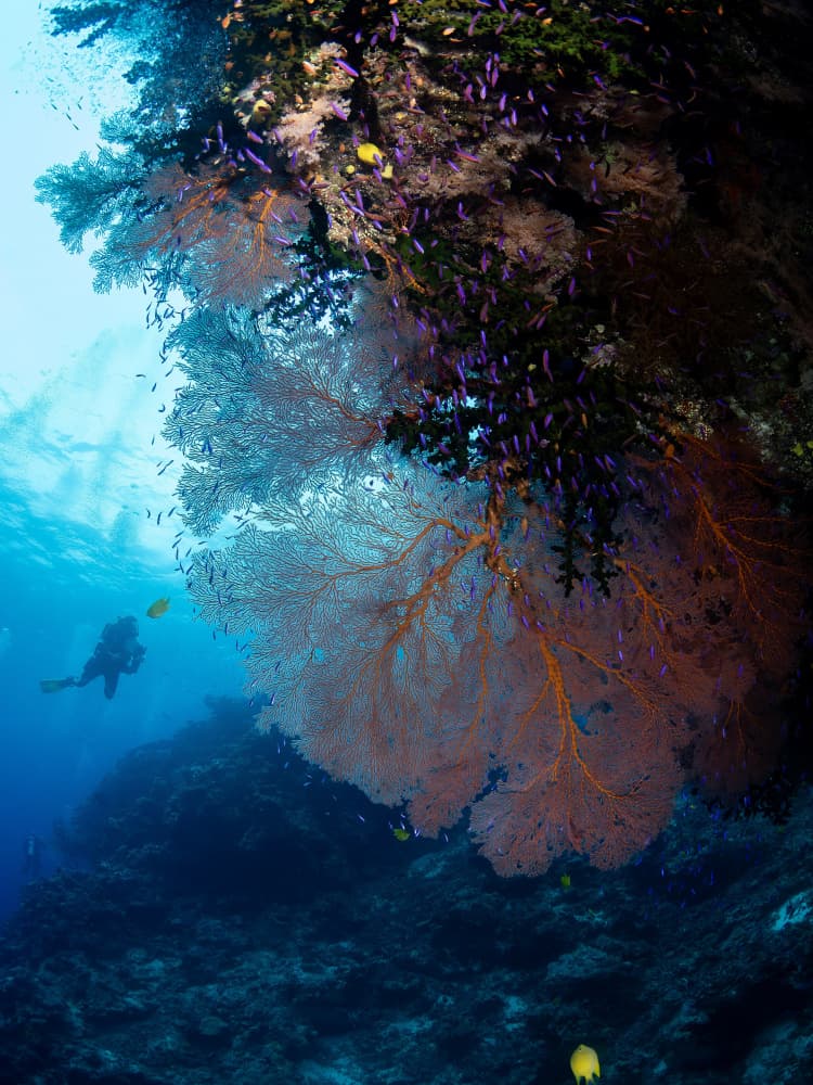 Vibrant Reef Diver by Ilan Ben Tov — canvas wall art