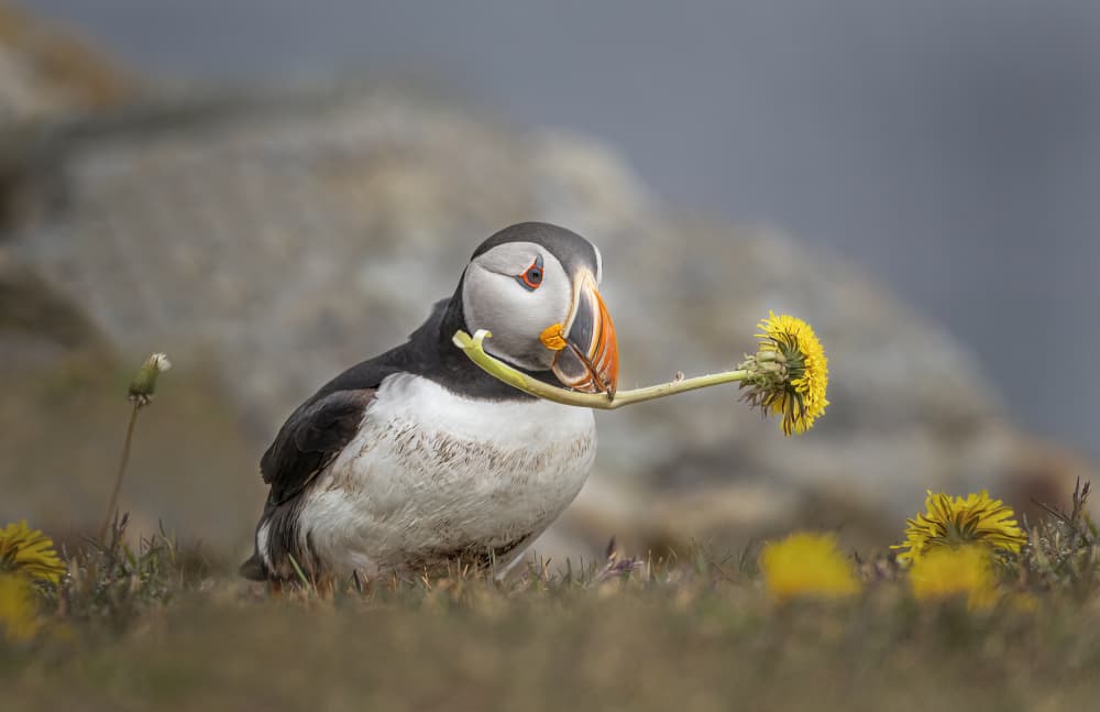 Puffin Holding Dandelion by Molly Fu APA — canvas wall art