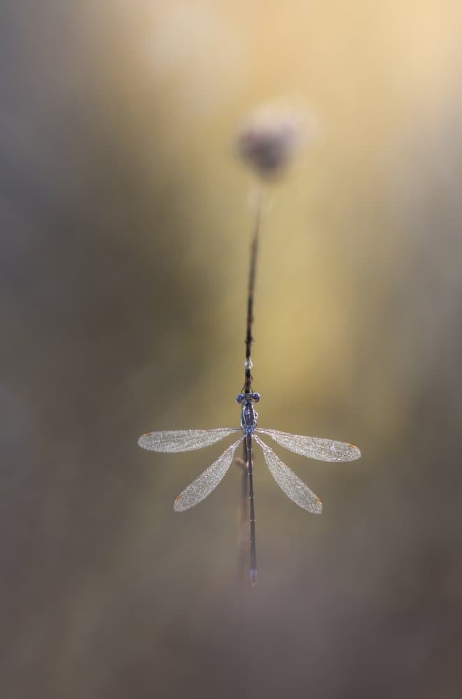 Delicate Damselfly Dew by Sebastien Blomme — canvas wall art