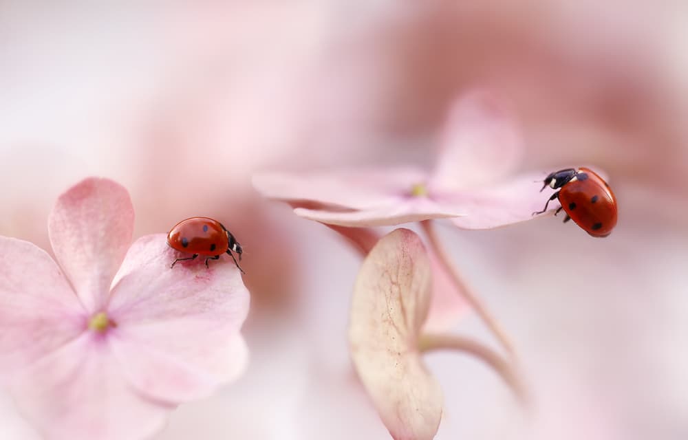 Ladybugs on Pink Flowers by Ellen van Deelen — canvas wall art