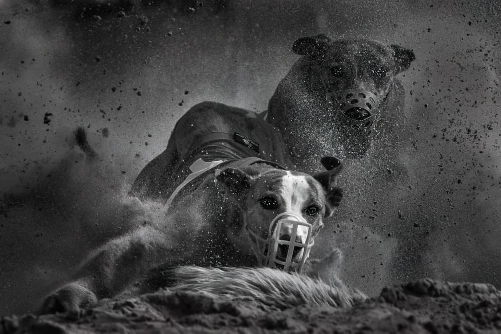 Racing Greyhounds Dust by Bart Michiels — canvas wall art